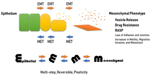 Figure 1. EMT, a process coupled with vesicle release, drug resistance, and RASP. EMT is a reversible  process, which means that although epithelial cells can be switched into a mesenchymal phenotype  (EMT), such cells can also revert to epithelial cells b