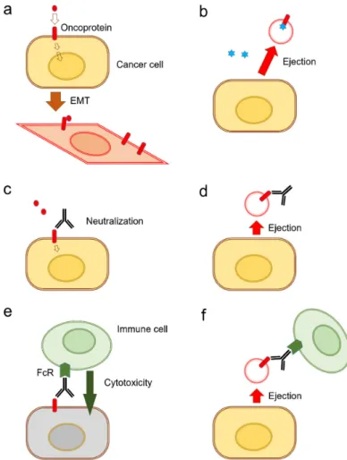 Figure 3. Exosome release mechanisms for the ejection of drugs and antibodies. (a) Cancer cells and  CSCs/CICs express oncoproteins, such as mutant or amplified EGFR, whose transmembrane  signaling promotes the progression of cancer cells, e.g., EMT [31]