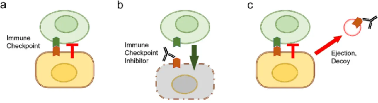 Figure 4. Role of EV release in immune evasion. (a) The immune checkpoint enables cancer cells to  evade killing by cytotoxic T cells
