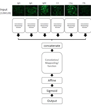 Figure 1. The overview of convolution neural networkprogram. We used input data as six types of renal immunofluorescent images, IgG, IgA, IgM, C3, C1q and Fibrinogen (Fib).