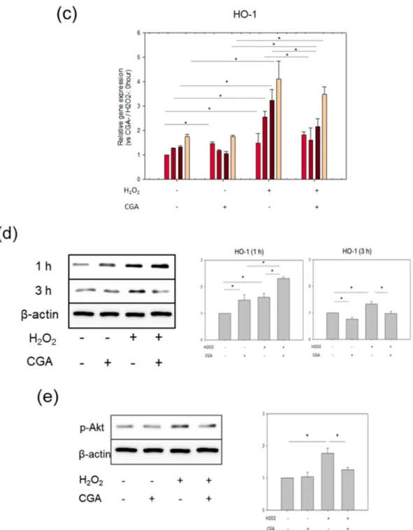 Figure 4. Effects of CGA on the expression of Nrf2-related proteins and mRNA. (a) Protein expression of Nrf2 and HO-1 in CGA-treated HUVECs (n = 3), * p &lt; 0.05