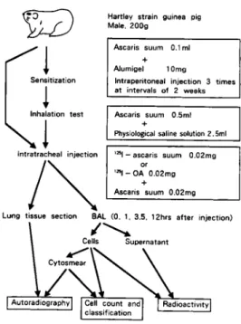 Fig. 1  Experimental  procedure  in the  guinea
