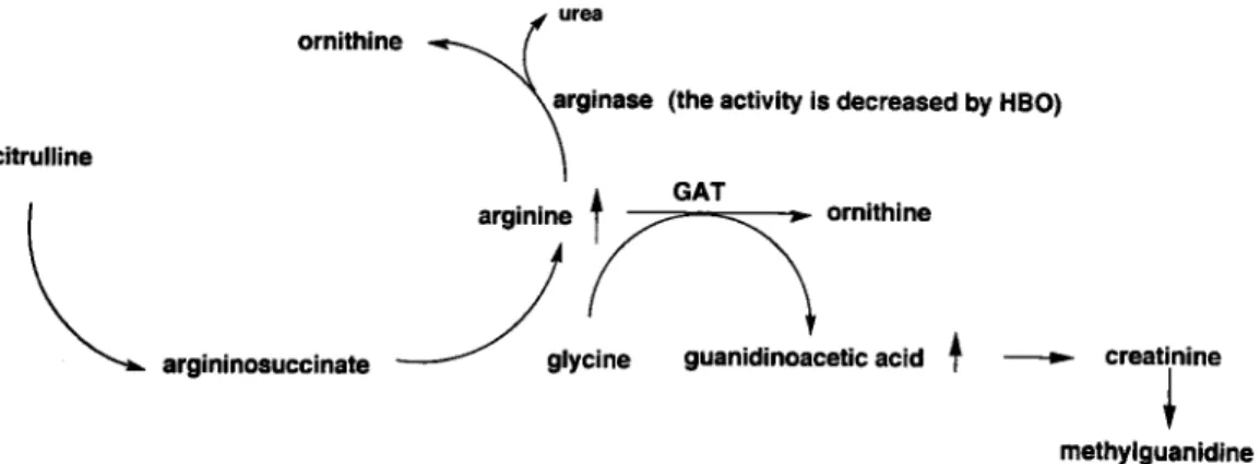 Fig.  2  Metabolic  pathway  of  guanidino  compounds