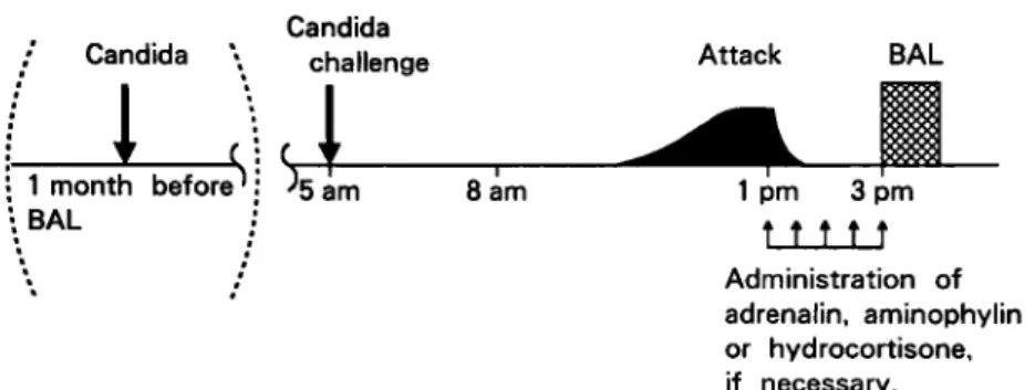 Fig.  1  Procedure  of  BAL-examination  in  late  asthmatic  response の 即 時 型 気 道 反 応 が 認 め ら れ な か っ た ため,本 試 験 の 際 に は最 初 か ら ×103液 を2分 間 吸 入 させ た.ま た 吸 入 試 験 開 始 前,40分 後,3時 間 後 及 び,LAR発 作 時 に 末 梢 血 を採 取 し,末 梢 血 中 細 胞 成 分 及 びLTsを 測 定 した.さ らにLAR発 作 を約1時 