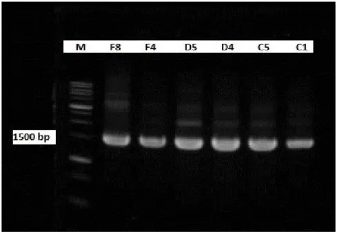 Figure 7 : DNA sequence of approximately 1.400 bp for 16S rRNA  gene using Primer 27F and 1525R 