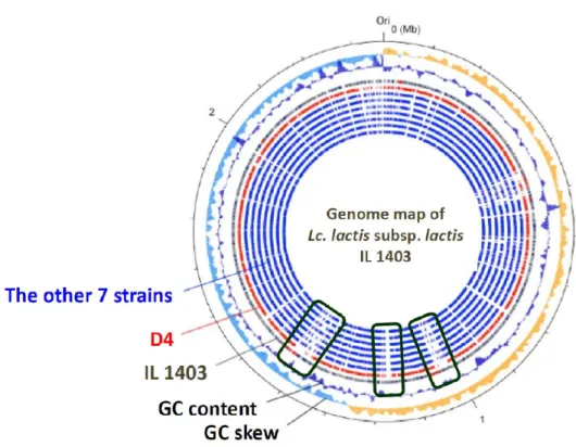 Figure 9: Mapping of Lc .  lactis subsp .  lactis strain D4 draft genome sequence  to  Lc 