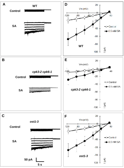 Fig.  2.5  SA  activation  of  S-type  anion  currents  in  wild-type  (WT),  cpk3-2  cpk-6-1,  and  ost1-3 GCPs