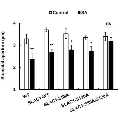 Fig. 2.6 SA-induced responses of stomatal apertures in slac1-1 complementation  lines  SLAC1-WT,  SLAC1-S59A,  SLAC1-S120A,  and  SLAC1-S59A/S120A