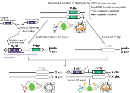 Fig. 4  Evolutionary model for establishment of “two sex determinants” in kiwifruit   [cited from Akagi et al.（2019）Nature Plants