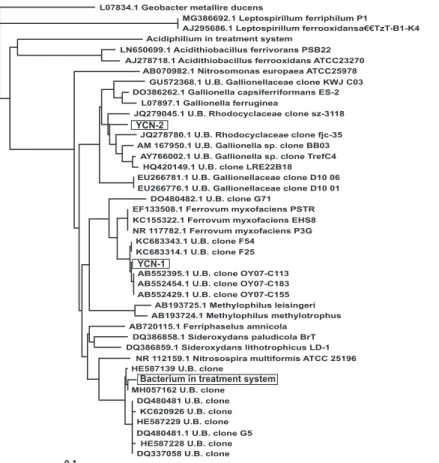 Fig. 2  Phylogenetic tree based on 16S rRNA gene sequence showing the positions of YCN- 1 , YCN- 2 , and Bacterium in treatment  system.