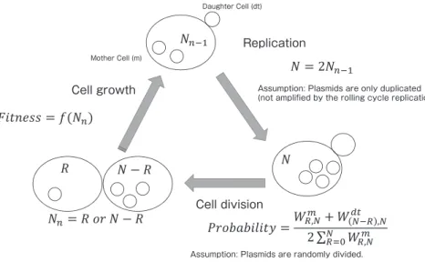 Fig. 1  A mathematical model of 2 µ plasmid distribution.  
