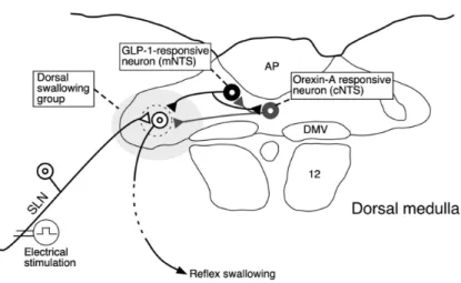 Figure 5. Schematic representation of a putative neural wiring diagram to induce the mutual interaction in reflex swallowing based on the present study and our previous studies [6,9]
