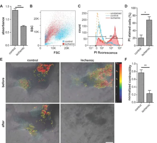 Figure 3: Representative images of cellular viability assay, assessment of cellular damage, and contractility.