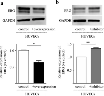 Figure 3.  miR-200b-3p negatively regulates ERG expression in HUVECs. ERG protein expression in the  HUVECs was analyzed by Western blotting