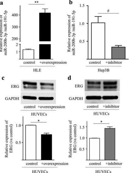 Figure 5.  Hepatic miR-200b-3p suppresses ERG expression in HUVECs. (a) miR-200b-3p was overexpressed  in HLE cells using an overexpression plasmid and relative expression of miR-200b-3p was measured