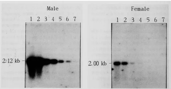 Fig.  1  Hybridization  pattern  of Hae  III‑treated DNA  from  a  male  and  a  female  blood.  1=100ng  of   DNA,  2=50ng,  3=10ng,  4=5ng,  5=1ng,  6=0.5ng  and  7=0.1ng.