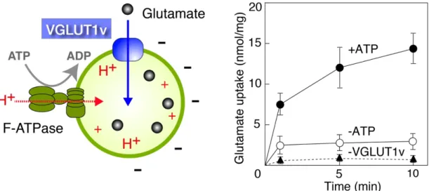 図 6  VGLUT1v によるグルタミン酸輸送のタイムコース  左図: F-ATPase 及び VGLUT1v を組み込んだ再構成リポソームにおけるグルタミン酸輸送 を模式的に示した。右図: VGLUT1v と F-ATPase を含む再構成リポソームのグルタミン酸 輸送のタイムコース。ATP  （2 mM）存在下（●）、あるいは非存在下（○）におけるグ ルタミン酸取り込み活性を測定した（1 分、5 分、10 分）。VGLUT1v をリポソームに再 構成していないサンプルを用いて同様に輸送活性を行なった（