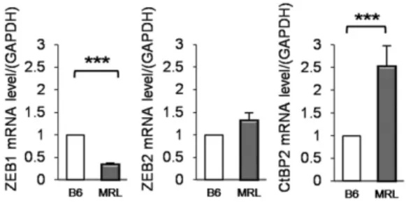 FIGURE 3. miR-200a-3p mimic–induced IL-2 production under stimulation in EL4 T cell lines as a gain-of-function analysis