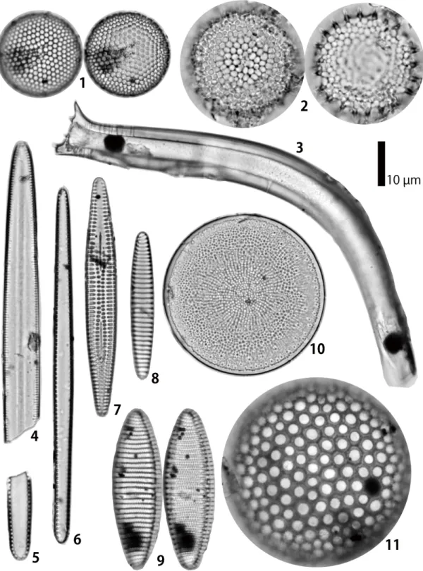 Fig. 2    Fossil diatoms from NFL 2083 matrix.