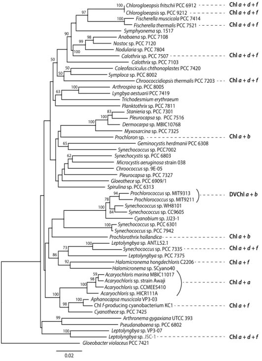 図 2 ． シアノバクテリアの 16S rRNA 遺伝子に基づく分子系統樹　ギャップを除いた 1059 bp を用いて 近隣接合法で作製した。ブートストラップ確率（ 1000 回試行）は 50% 以上のみ示す。Myxosarcina sp