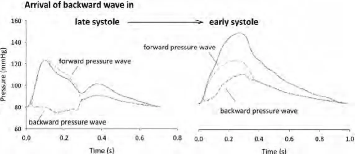 図 30 　前方波及び後方成分（反射）波は、中心大動脈の圧力が変化する一因となる。左側の若く健康被験者では、後方成分