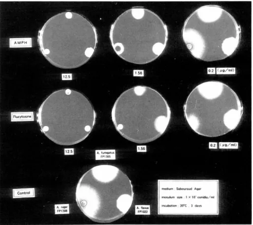 Fig.  3.  Outgrowth  pattern  of  Aspergillus  spp.  on  disk-inoculated  plates  and  its  regres- regres-sive  response  to  amphotericin  (AMPH)  and  flucytosine