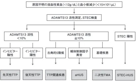 図 4 TMA診断におけるADAMTS13検査