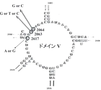 表 1  肺炎マイコプラズマの ML 薬、およびその他抗菌薬感受性（n=792） 抗菌薬 感性、耐性（変異ヶ所） 50％ MIC 90％ （μg/mL） Range エリスロマイシン 　MSMP  a） 　MRMP  b）  2063 番の変異 　MRMP  b）  2064 番の変異 クラリスロマイシン 　MSMP  a） 　MRMP  b）  2063 番の変異 　MRMP  b）  2064 番の変異 アジスロマイシン 　MSMP  a） 　MRMP  b）  2063 番の変異 　MRMP  b） 