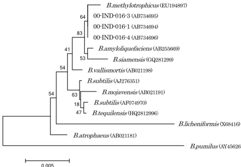 Fig. 5　Phylogenetic tree based on 16SrRNA sequences. Tree was constructed by the  neighbor-joining method