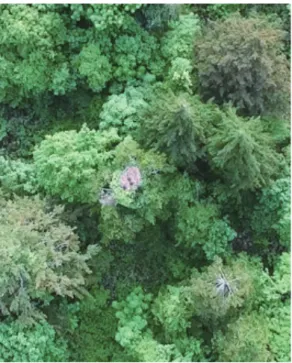 Figure 2. The nest of White-tailed Sea Eagle Haliaeetus  albicilla containing three chicks photo by UAV on 22 June,  2017.