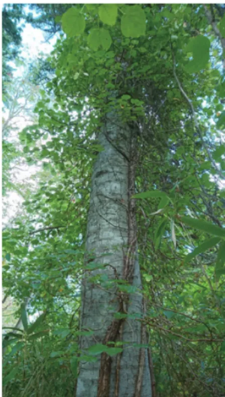 Figure 4. Todo fir Ⓐbies sachalinensis nested by White- White-tailed  Sea  Eagle  Haliaeetus  albicilla  photo  on  29  September, 2017