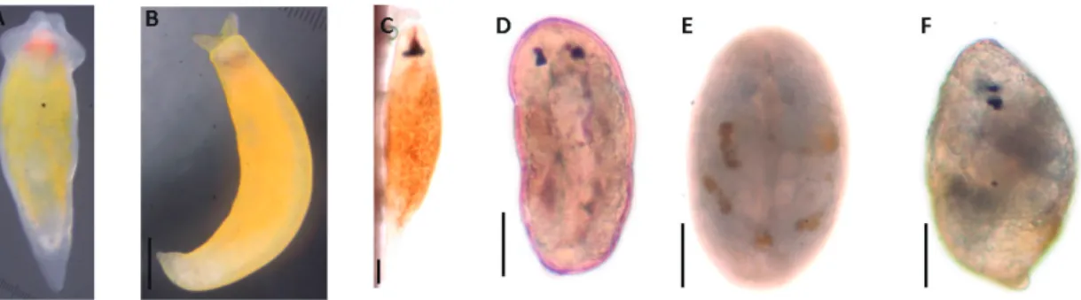 Fig. 3.  利 尻 島 の コ ン ブ 類 以 外 の 海 藻 か ら 採 集 さ れ た 原 卵 黄 目．A. Plagiostomum lobatum kurilense, B