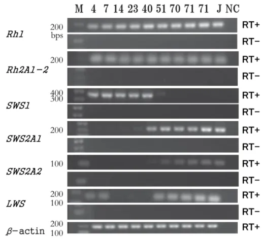 図 5  クエ仔稚魚の発育に伴うオプシン遺伝子の発現変化。  bps,  base  pairs  of  DNA  fragments;  M,  ladder  marker;  NC,  negative  control  (without  samples);  Nos