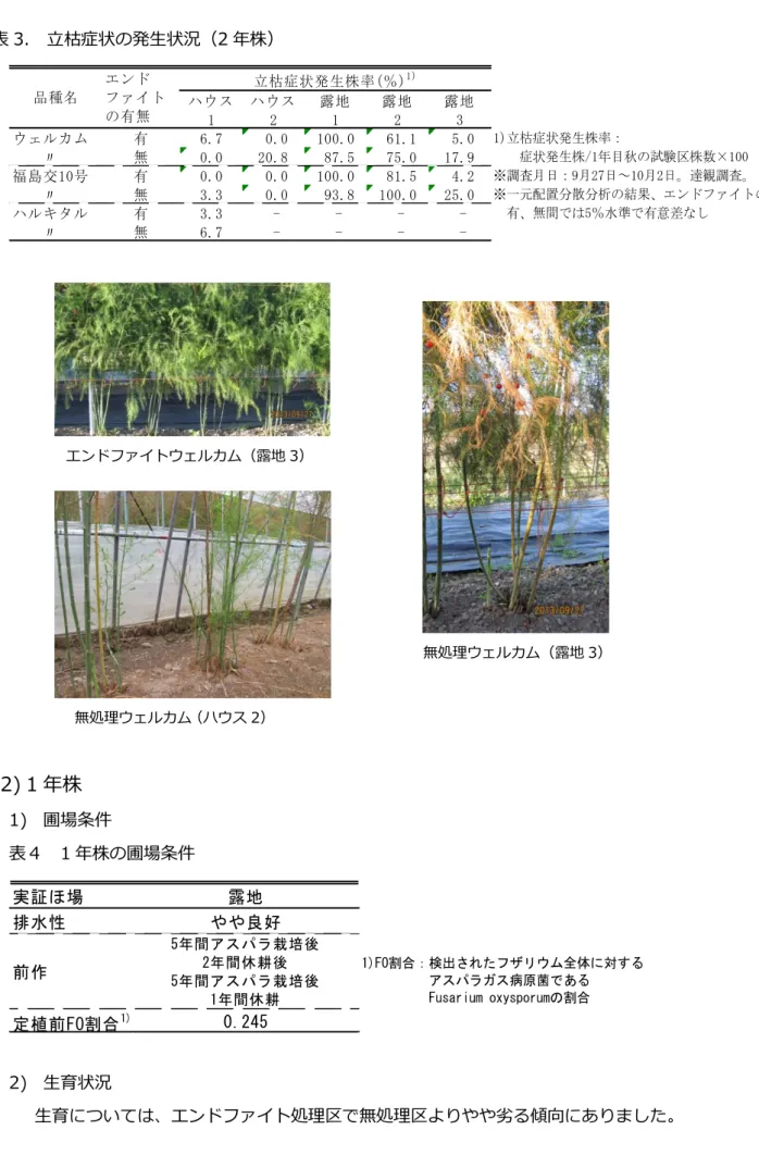 表 3.  立枯症状の発生状況（2 年株）  (2) 1 年株  1)  圃場条件    表４  1 年株の圃場条件  2)  生育状況      生育については、エンドファイト処理区で無処理区よりやや劣る傾向にありました。 実証ほ場露地排水性やや良好定植前FO割合1)0.245前作5年間アスパラ栽培後2年間休耕後5年間アスパラ栽培後1年間休耕1)FO割合：検出されたフザリウム全体に対する          アスパラガス病原菌である          Fusarium oxysporumの割合ウェルカム　有