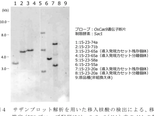 図 ４   サ ザ ン ブ ロ ッ ト 解 析 を 用 い た 移 入 核 酸 の 検 出 に よ る 、移 入 コ ピ ー 数 の 推 定（ DNA プ ロ ー ブ 配 列 に は 、OsCas9（ 4kb）中 の 1kb の 断 片 を 用 い た ）    な お 、 別 途 供 試 系 統 の 初 期 世 代 間 で の バ ン ド パ タ ー ン を 調 べ た と こ ろ 、 バ ン ド の 分 離 が 認 め ら れ る も の あ っ た が 、 そ れ ぞ れ の バ ン ド の 分 子 