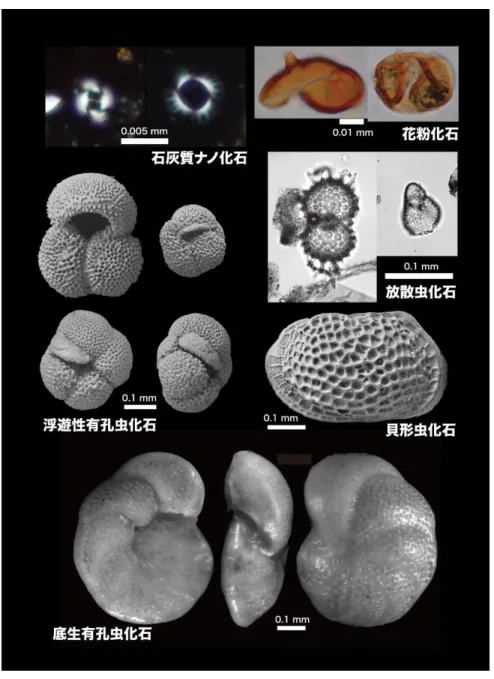 図 7：  千葉セクションから発見されたいろいろな微化石。世界にある同じ時期の地層との詳しい比較を可能に