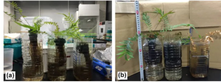 図 2.  実験系の写真.  (a)土壌栽培したシダの苗を 4 株タン クに植えて phytofiltration 実験をおこなった（シダ 1）。(b)  16株のシダの苗をタンクに植え、4ヶ月間培養したもの。 これを phytofiltration 実験に用いた（シダ 2）。(c)水を循環 させた phytoremediation 実験システム。左から、シダ 1 を 用いた実験、シダ 2 を用いた実験、シダなしのネガティ ブコントロール   。それぞれの実験で独立したポンプを用 いた。  た。水サンプルは