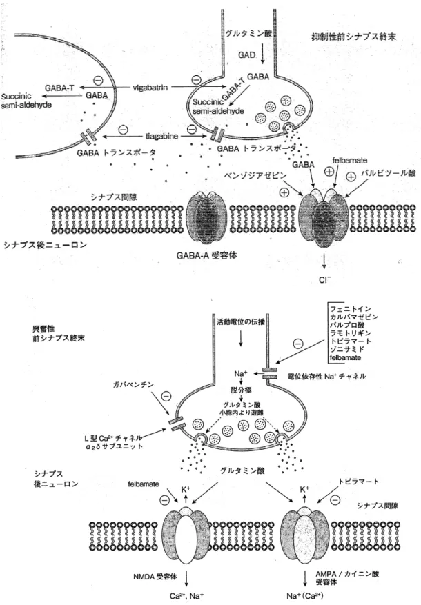 図 2.6.2.6-1  抗てんかん薬の標的分子と作用機序 28 ）