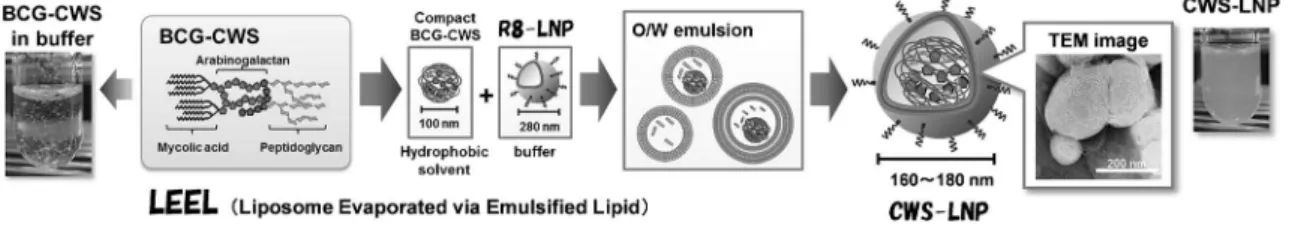 Fig. 1. Schema of Liposomes Produced by Evaporated via the Emulsiˆed Lipid (LEEL) Method