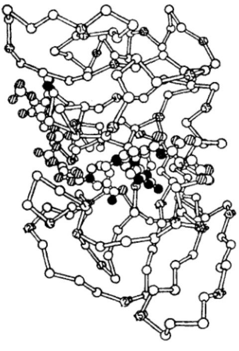 図 1 メトトレキセート. NADPH とジヒドロ葉 酸還元酵素(主鎖のみ図示)との複合体 [6 J( 窒 素原子は..酸素原子は@で示す) (または酵素)である.受容体の構造に関する研究 は最近急速に進み，たとえば，アセチルコリン受 容体は膜内在性タンパク質で， 分子量 4 万- 6 