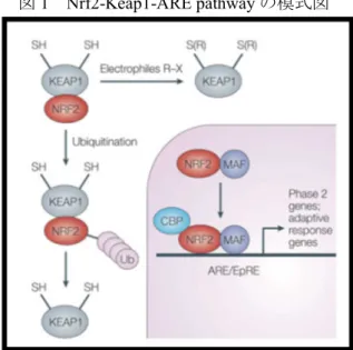 図 1  Nrf2-Keap1-ARE pathway の模式図 