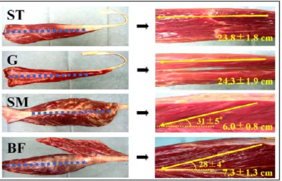 Figure 1    Photographs of the knee flexor muscles  9) 10)