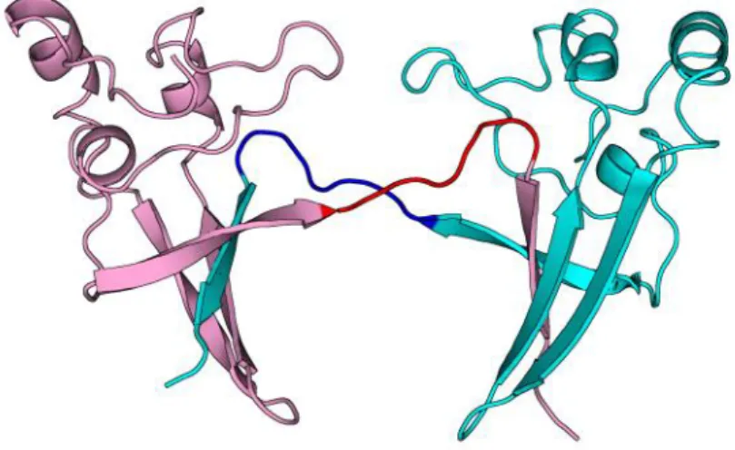 Figure 1-5. p13suc1 二量体の構造（PDB code: 1SCE） 27 。二量体のプロトマーを ピンクと水色で示す。ヒンジループ（Val87－His93）を赤と青で示す。 