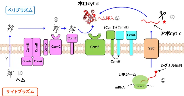 Figure 1-8. System I における cyt c 成熟化機構。ペリプラズムでのヘム輸送に関 わる Ccm タンパク質をピンク、ヘム挿入に関わる Ccm タンパク質を黄緑、Cys 残基の酸化還元に関わる Ccm タンパク質を水色で示した。 