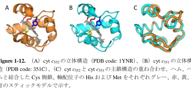 Figure 1-12.  （A）cyt c 552 の立体構造（PDB code: 1YNR）、（B）cyt c 551 の立体構