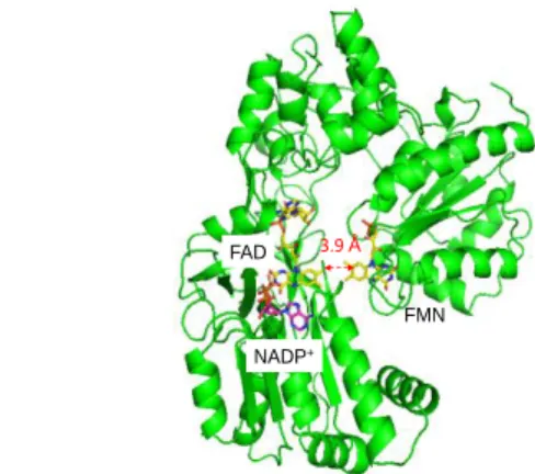 Fig. 1. Ribbon diagram showing the structure of CRP.   