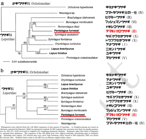 図 3  DNA の分子系統の分析に生物地理学的情報を加味した解析（DIVA 解析）によるウサギ類の系統樹。  Matthee et al. 2004.より作成。図中の A∼E は祖先系統の分布、Ⅰ∼Ⅹは図 1 に対応。
