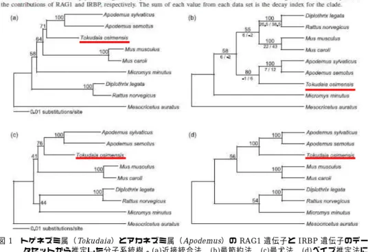 図 1  トゲネズミ属（ Tokudaia ）とアカネズミ属（ Apodemus ）の RAG1 遺伝子と IRBP 遺伝子のデー タセッ トから推 定し た分子 系統樹 。(a)近接統合法、(b)最節約法、(c)最尤法、(d)ベイズ推定法に よる。 Sato et