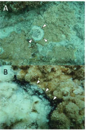図 2  阿嘉島で認められた BBD に罹病した被覆状コモンサンゴ属 の一種（ A）とその黒色バンド部分（B；  △：黒色バンド） 