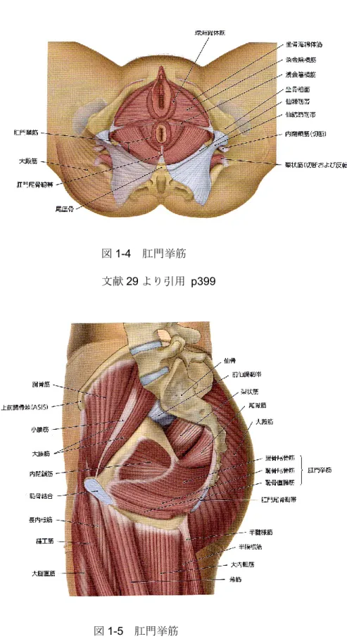 図 1-5  肛門挙筋 